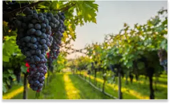 Vineyards